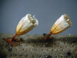 Attēlu rezultāti vaicājumam “Craterium leucocephalum spores”