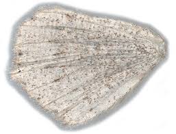 Attēlu rezultāti vaicājumam “Cyclophora pendularia”