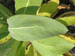 Attēlu rezultāti vaicājumam “Verbascum thapsus leaf”