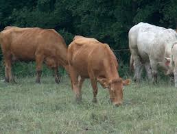 Attēlu rezultāti vaicājumam “Bos primigenius taurus”