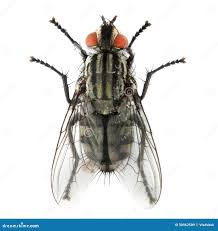 Attēlu rezultāti vaicājumam “Musca domestica”