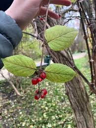 Attēlu rezultāti vaicājumam “Lonicera ferdinandii”