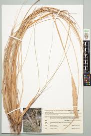 Attēlu rezultāti vaicājumam “Ammophila arenaria”