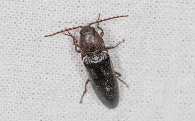 Attēlu rezultāti vaicājumam “Melanotus sp.”