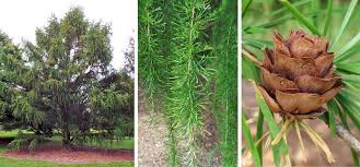 Attēlu rezultāti vaicājumam “Larix decidua var. polonica”