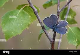 Attēlu rezultāti vaicājumam “Vacciniina optilete female”