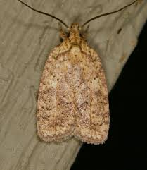 Attēlu rezultāti vaicājumam “Agonopterix ciliella imago”