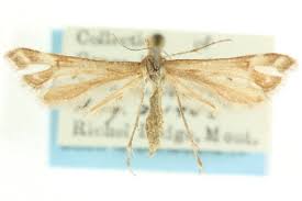 Attēlu rezultāti vaicājumam “Platyptilia sp.”