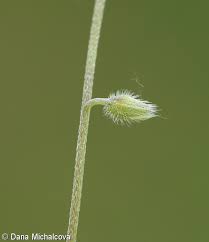 Attēlu rezultāti vaicājumam “Myosotis ramosissima flower”
