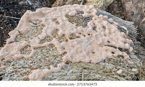 Attēlu rezultāti vaicājumam “Lignydium muscorum plasmodium”