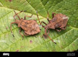Attēlu rezultāti vaicājumam “Coreus marginatus imago”