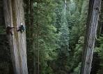 750 years old sequoia tree photo