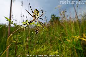 Attēlu rezultāti vaicājumam “Argiope bruennichi female”
