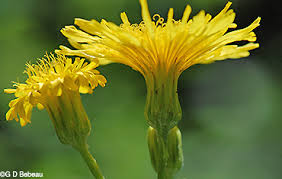 Attēlu rezultāti vaicājumam “Sonchus arvensis subsp. uliginosus flower”