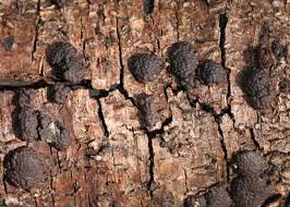 Attēlu rezultāti vaicājumam “Hypoxylon multiforme”