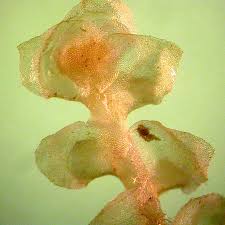 Attēlu rezultāti vaicājumam “Scapania irrigua”