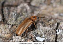 Attēlu rezultāti vaicājumam “Melandrya dubia”