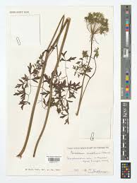 Attēlu rezultāti vaicājumam “Peucedanum oreoselinum flower”