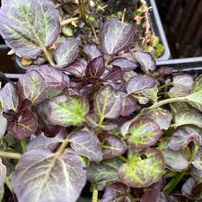 Image result for Brunnenkresse