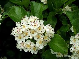 Attēlu rezultāti vaicājumam “Crataegus persimilis”