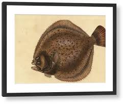 Image result for Scophthalmus maximus