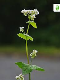 Attēlu rezultāti vaicājumam “Fagopyrum esculentum flower”