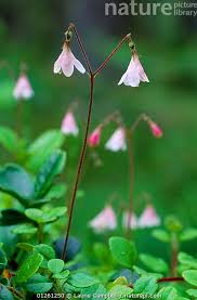 Attēlu rezultāti vaicājumam “Linnaea borealis flower”