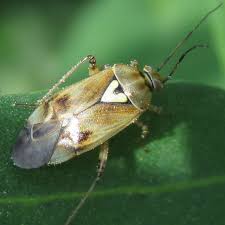 Attēlu rezultāti vaicājumam “Lygus pratensis imago”