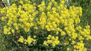 Image result for Isatis tinctoria
