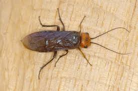 Attēlu rezultāti vaicājumam “Acantholyda erythrocephala”