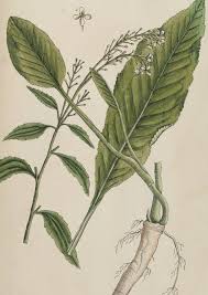 Attēlu rezultāti vaicājumam “Armoracia rusticana leaf”