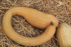 Image result for tromboncino