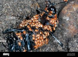 Attēlu rezultāti vaicājumam “Poecilochirus sp.”