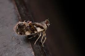 Attēlu rezultāti vaicājumam “Licea minima macro”