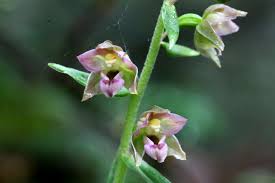 Attēlu rezultāti vaicājumam “Epipactis helleborine leaf”