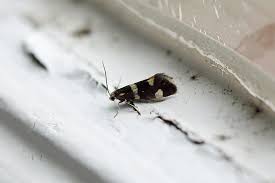 Attēlu rezultāti vaicājumam “Incurvaria praelatella”