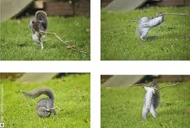 Картинки по запросу белку зажевало в диск