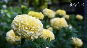 「ジート 花の魔法使いマリーベル」の画像検索結果