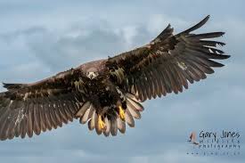 Image result for Northwich Predators