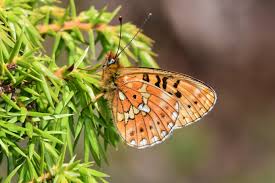 Attēlu rezultāti vaicājumam “Boloria eunomia underside”