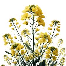 Attēlu rezultāti vaicājumam “Brassica napus”