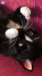 Image result for invisible cat