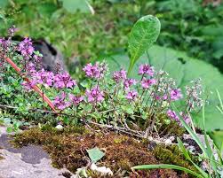 Attēlu rezultāti vaicājumam “Thymus pulegioides fruit”