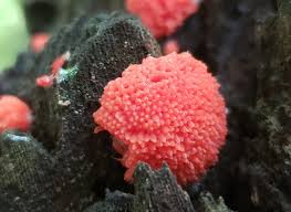 Attēlu rezultāti vaicājumam “Tubifera applanata macro”