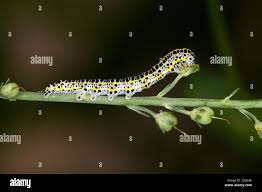 Attēlu rezultāti vaicājumam “Calophasia lunula larva”