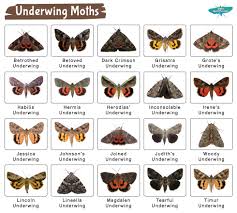 Attēlu rezultāti vaicājumam “Catocala pacta”