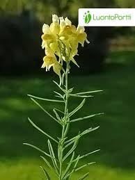 Attēlu rezultāti vaicājumam “Linaria vulgaris flower”