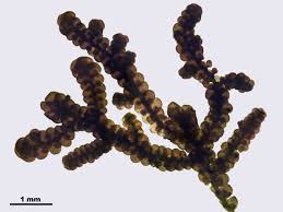 Attēlu rezultāti vaicājumam “Frullania fragilifolia”