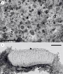 Attēlu rezultāti vaicājumam “Petractis sp.”