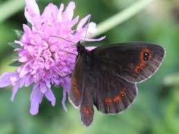 Attēlu rezultāti vaicājumam “Erebia aethiops underside”